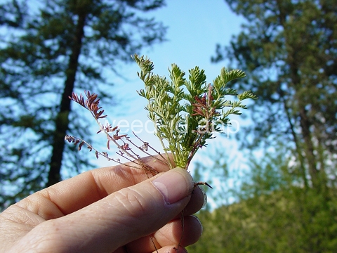 burnet, annual